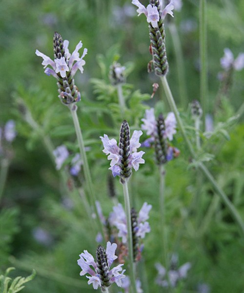 293.07 Lavandula multifida Minty Ice  (3)